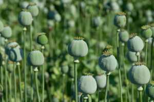 A view of plants that can be used to produce opium, which is used in opium tea.
