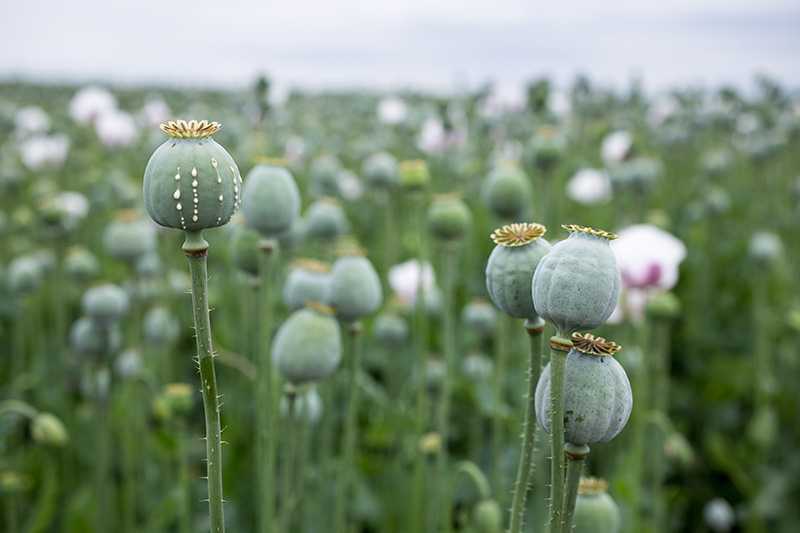 View of a field of poppies, which are used to produce opium.